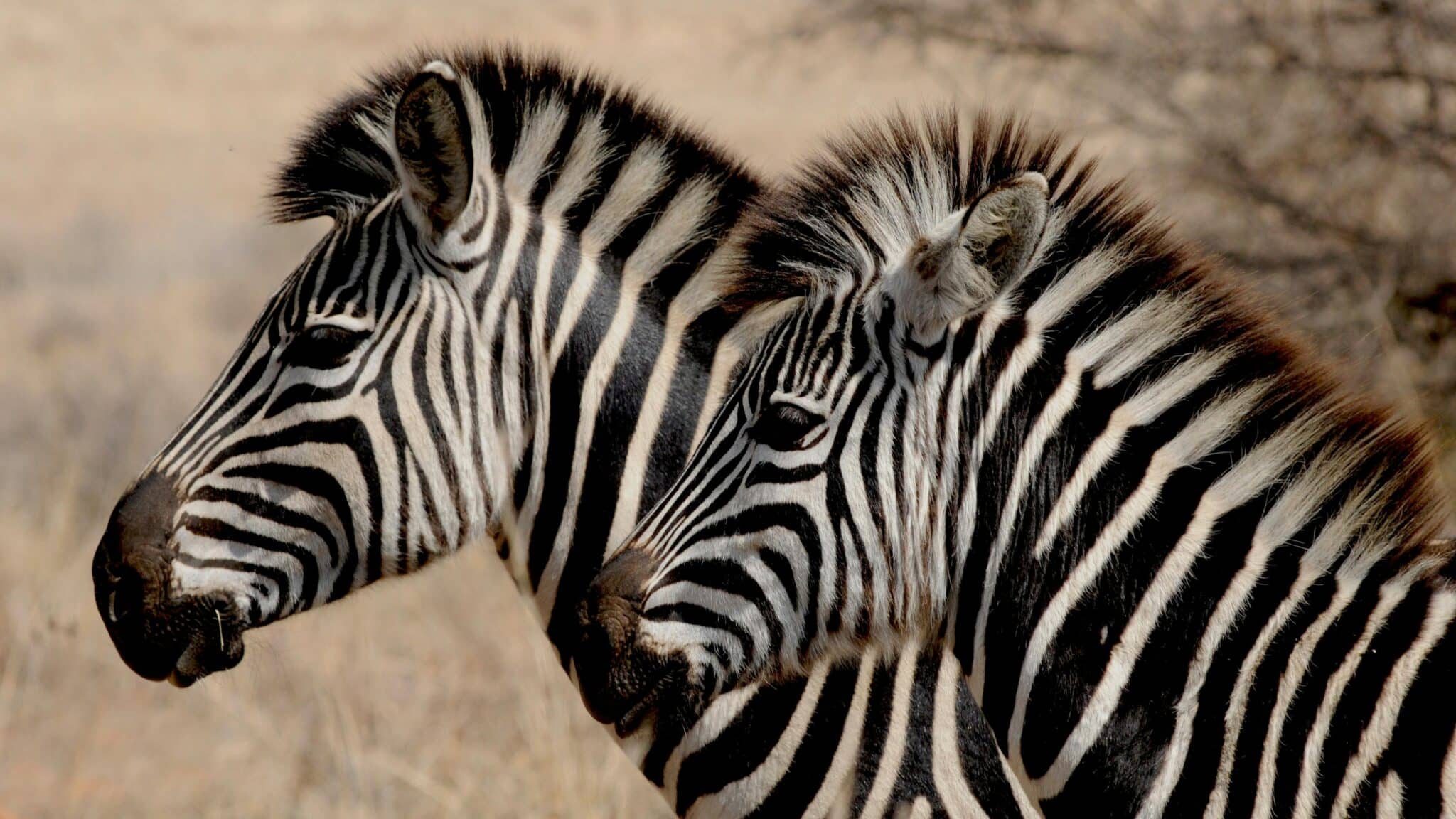 What to Do in Zambia While Volunteering