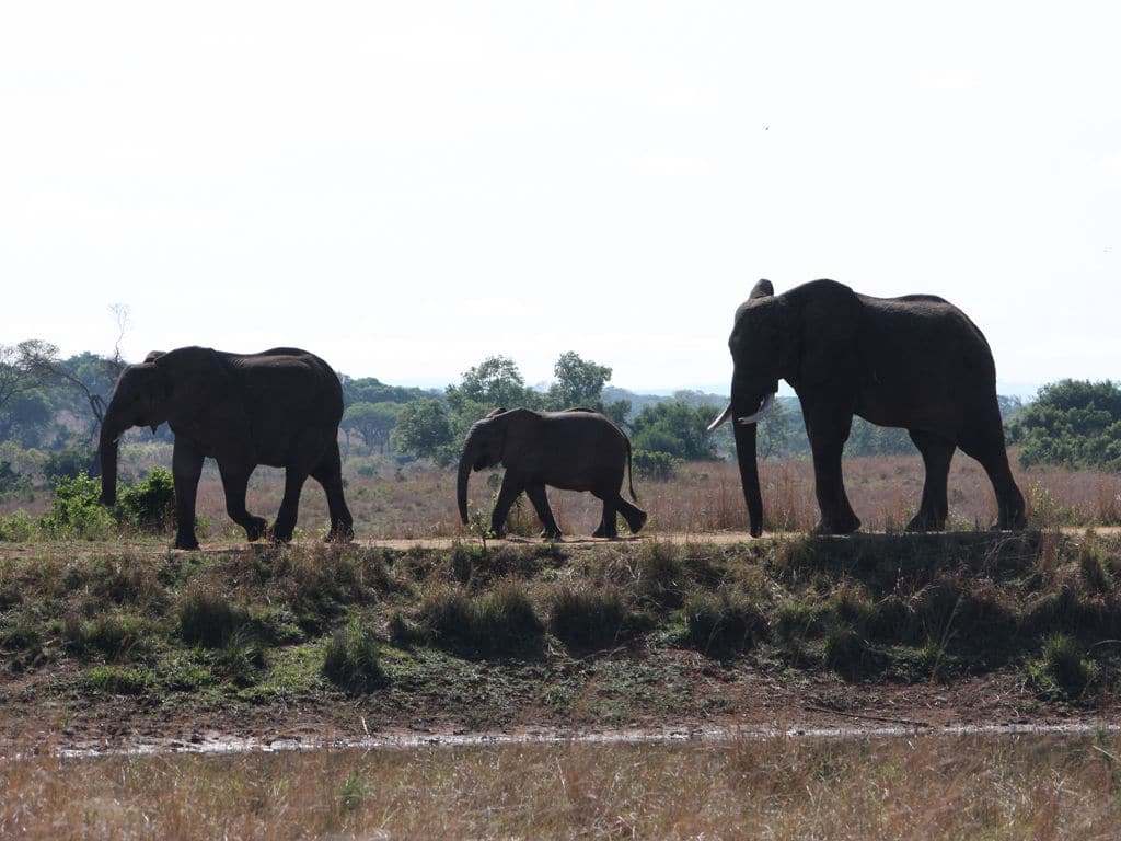 Miss Great Britain: a Wildlife Conservation and Community Volunteer