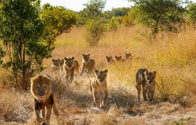 A pride of lions walking towards camera.