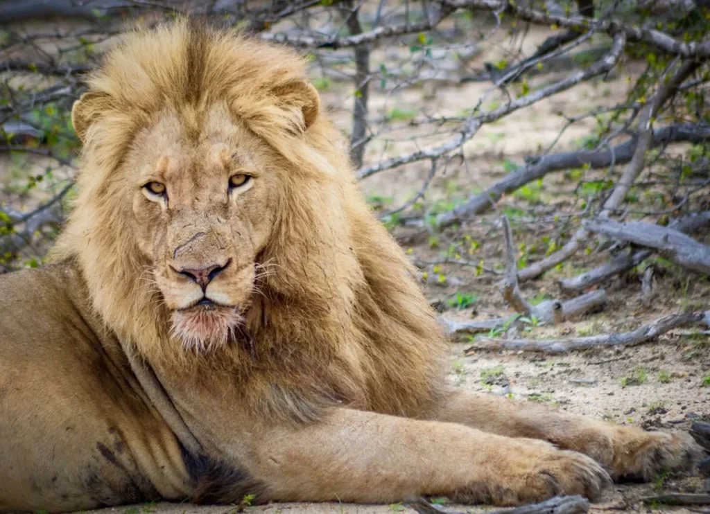 Lion looking straight into camera.
