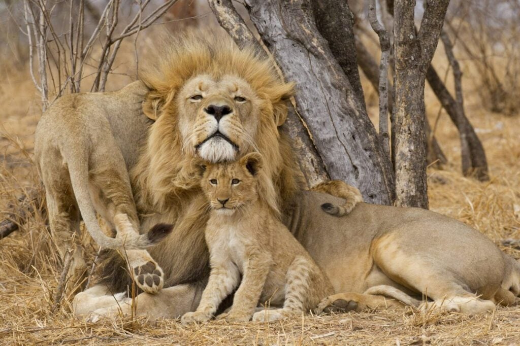 Three lions lounging together in front of a tree.