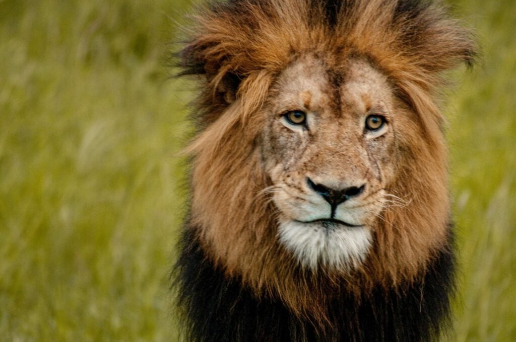 Portrait shot of a lion looking straight into the camera.