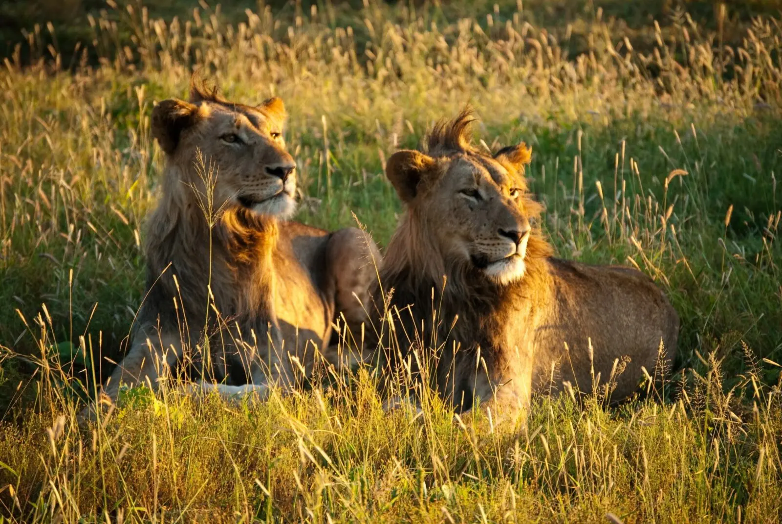 volunteer with lions in Africa