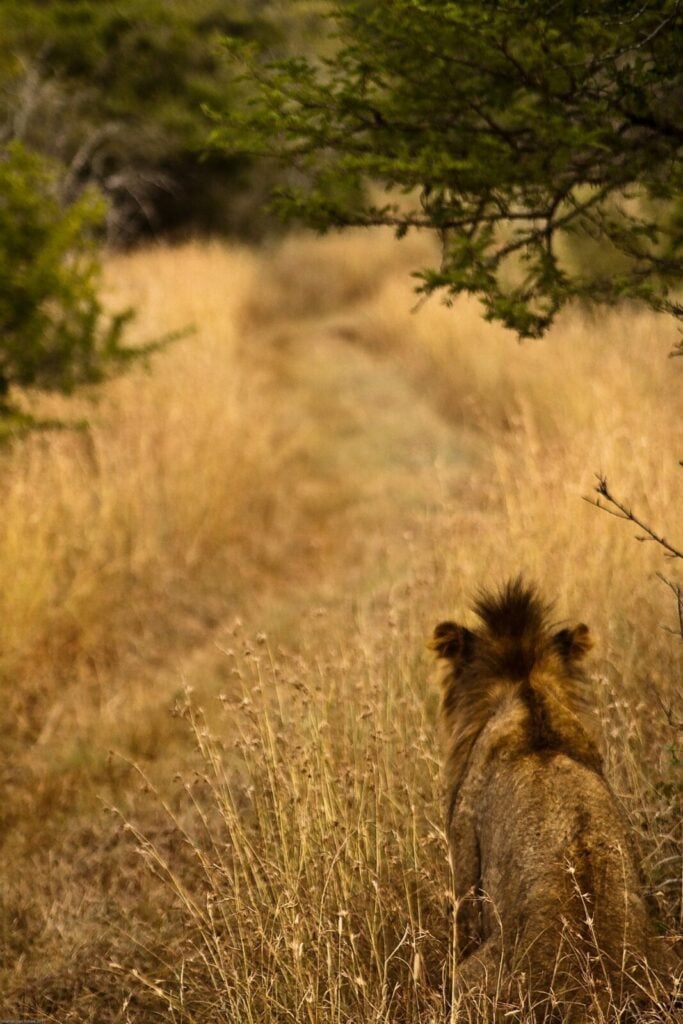 Lion calmly sitting in tall grass and looking into the distance of an open field.