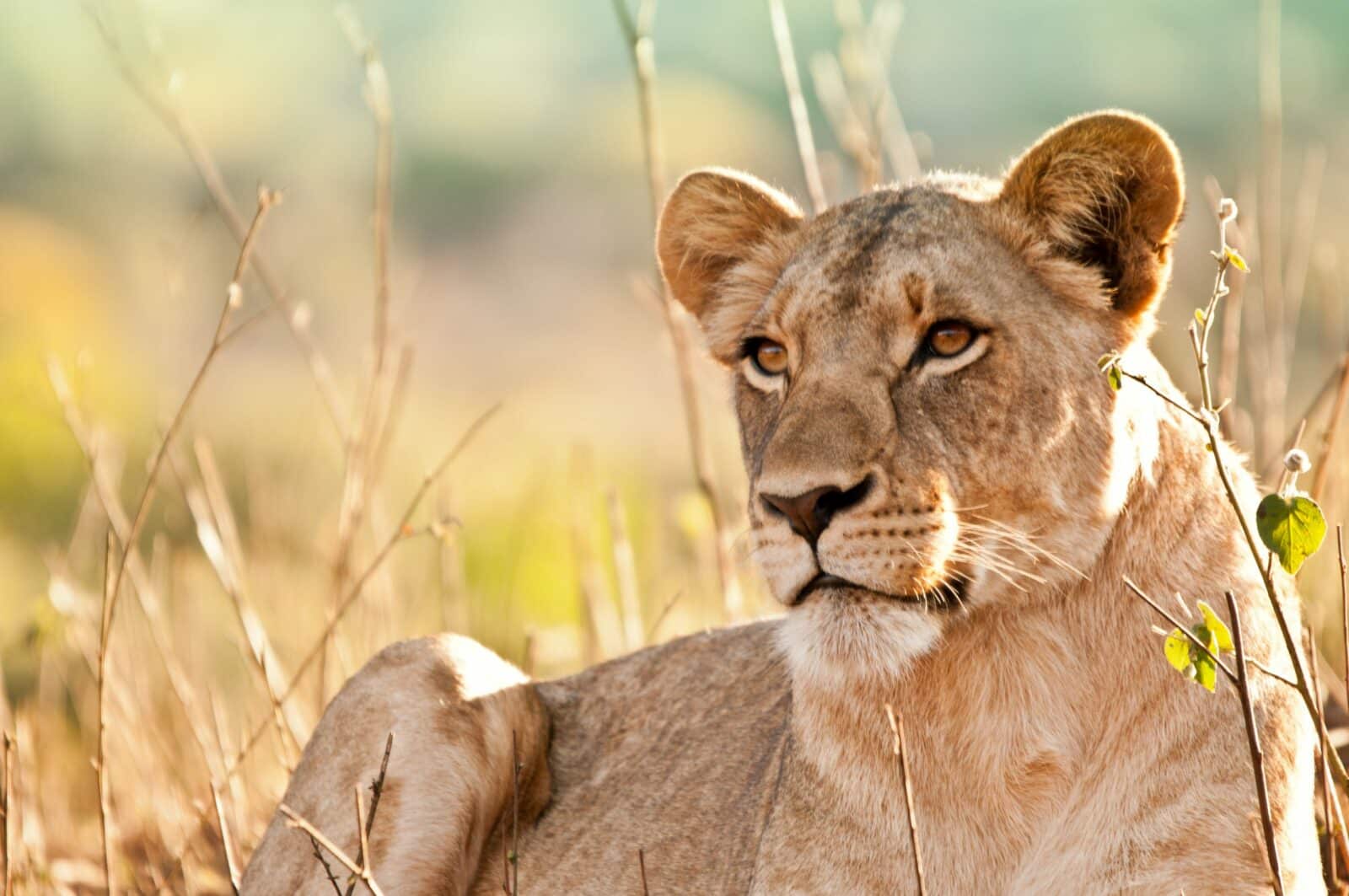 Portrait of lion comfortably sitting and staring off into the distance.