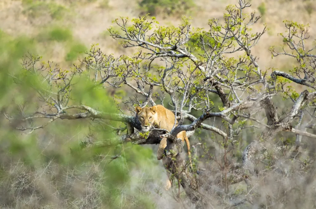 Portrait of lion comfortably sitting at the top of a tree.