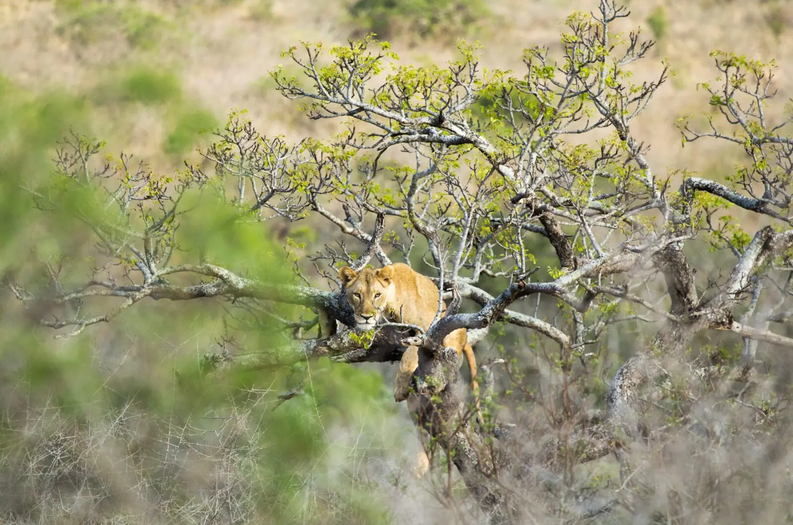 Portrait of lion comfortably sitting at the top of a tree.