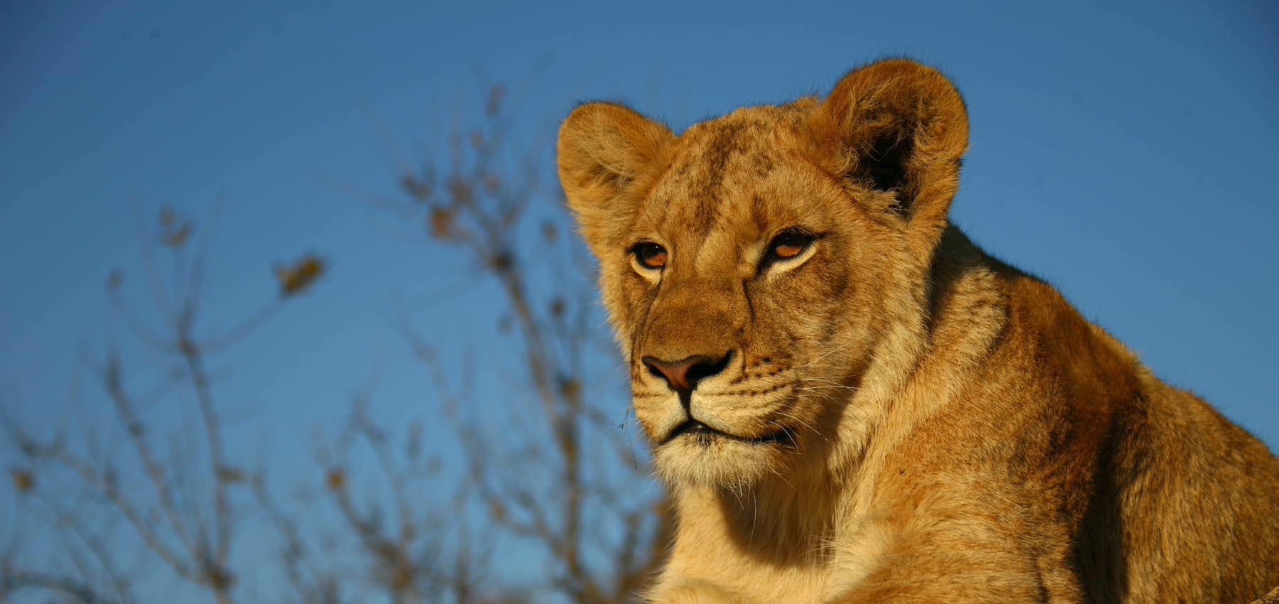 African Lion - A Vulnerable and Endangered Species