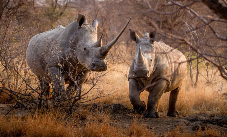 Rhinos in the wild of the Greater Kruger Area, South Africa