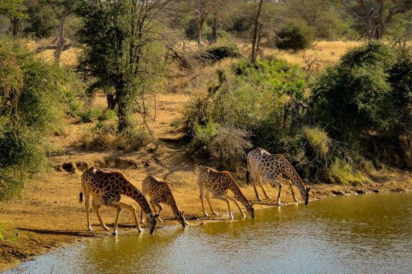 giraffes-drinking-waterhole