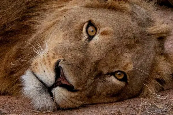 male-lion-on-ground