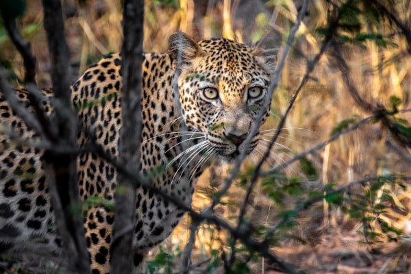 leopard-in-bush-kruger