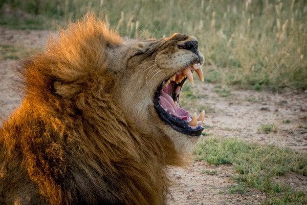 male-lion-roaring