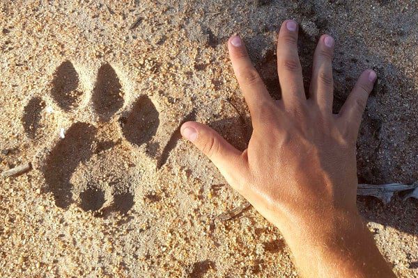 volunteer-hand-lion-paw