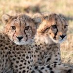 african-big-5-wildlife-conservation-volunteer-south-africa