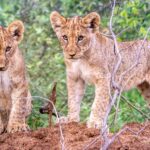 african-big-5-wildlife-conservation-volunteer-south-africa