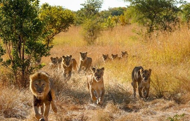 A pride of lions walking towards camera.