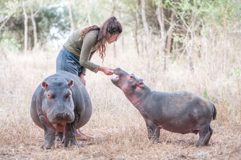 volunteer feeding hippos