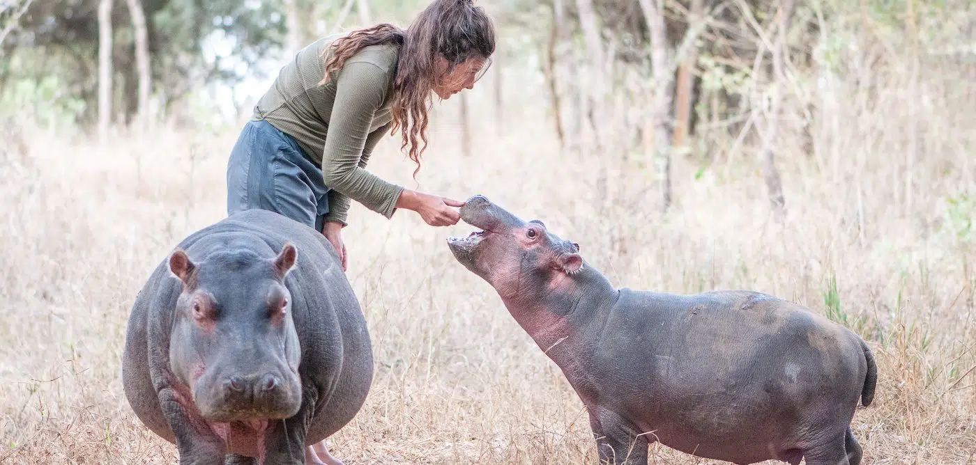 volunteer feeding hippos