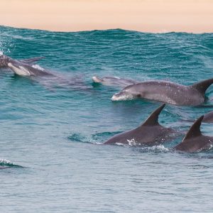 Dolphin-Research-Marine-Conservation-Zanzibar