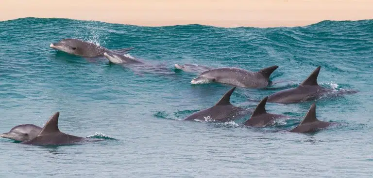 Dolphin-Research-Marine-Conservation-Zanzibar