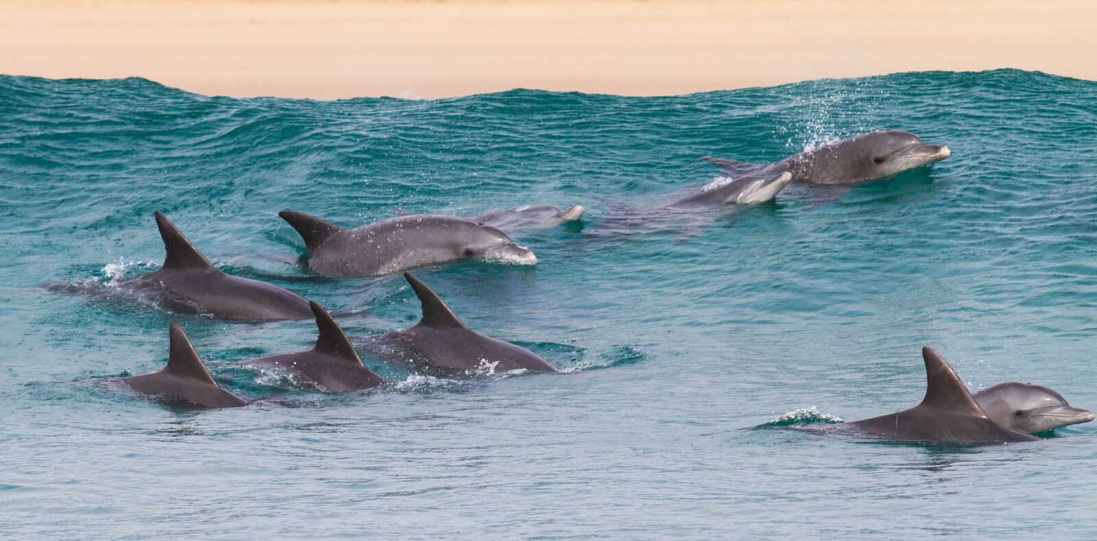 Is Swimming With Dolphins Ethical?
