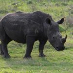 Endangered-black-rhino-elephant-conservation-volunteer-zimbabwe