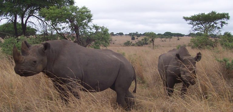 Endangered-black-rhino-elephant-conservation-volunteer-zimbabwe