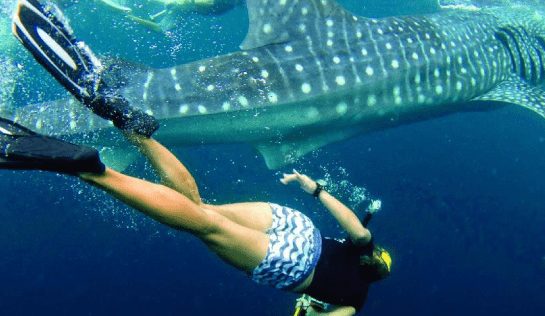 Header-Marine-Resear-Rele-Proj Marine Research & Conservation Volunteer project in Mozambique