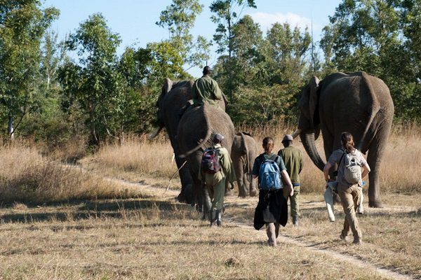 horse-riding-elephant-rhino-conservation-volunteer-zimbabwe-african-impact