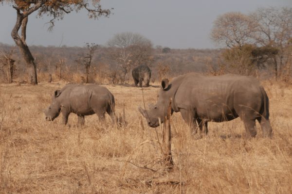 Rhinos standing in a group in an open arid field