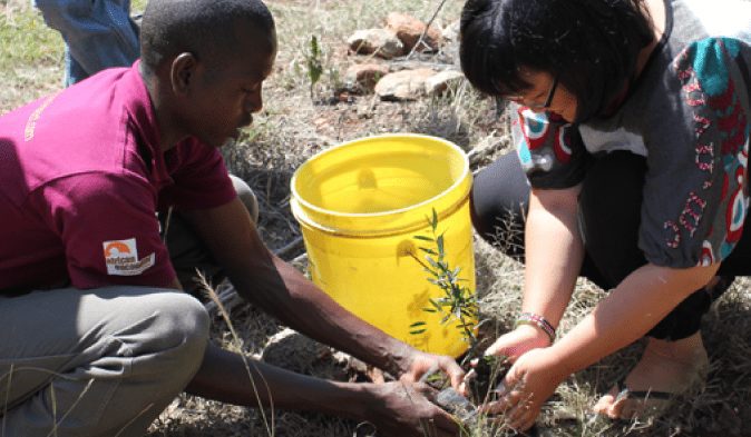 tree-planting in Africa