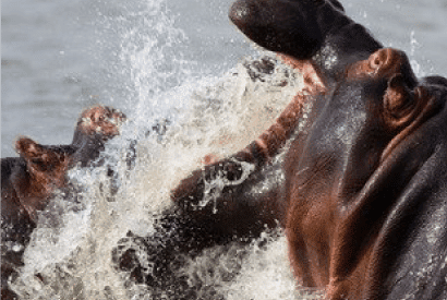 Two Hippos tussling in water