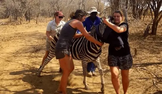 Volunteers working at conservation site rescuing zebra