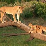 big-cat-wildlife-research-conservation-volunteer-kenya-african-impact