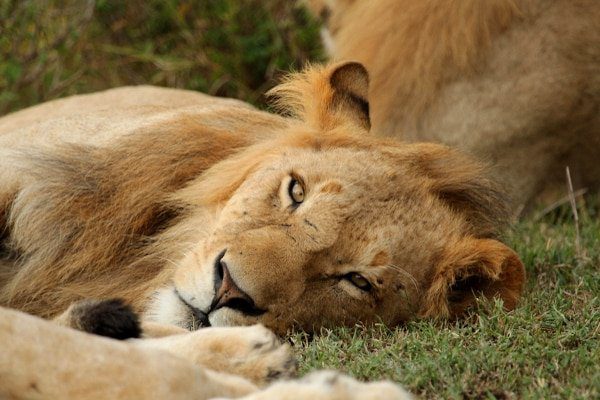 big-cat-wildlife-research-conservation-volunteer-kenya-african-impact