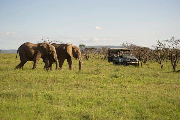 big-cat-wildlife-research-conservation-volunteer-kenya-african-impact 3 big-cat-wildlife-research-conservation-volunteer-kenya-african-impact 3
