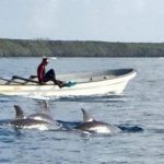 dolphin-research-marine-conservation-volunteer-zanzibar