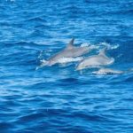 dolphin-research-marine-conservation-volunteer-zanzibar