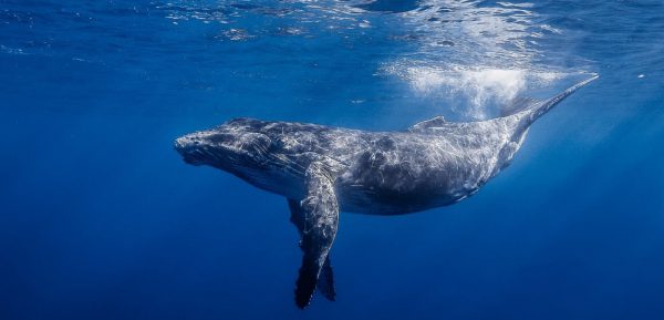 humpback-whale-research-marine-protection-volunteer-mozambique