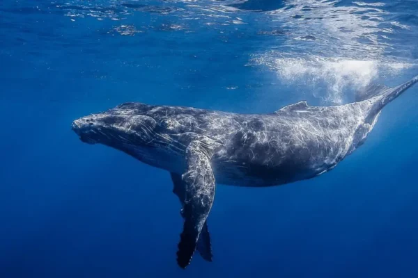 Humpback Whale Research and Marine Protection Mozambique humpback-whale-research-marine-protection-volunteer-mozambique