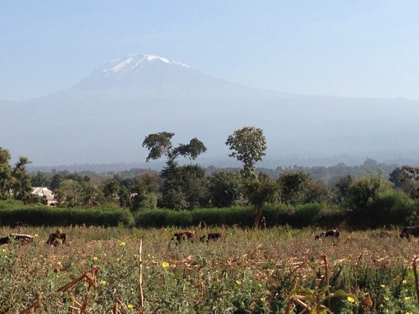 a view of wildlife and Mount Kilimanjaro in Tanzania
