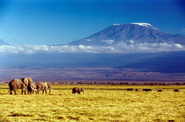 Wild animals and Mount Kilimanjaro in Tanzania