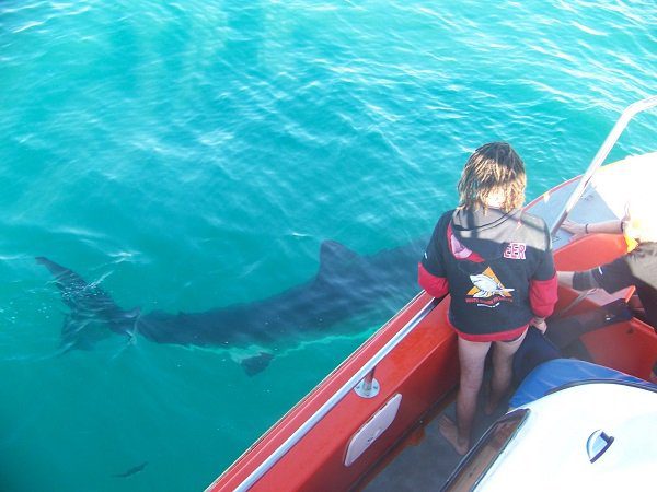 shark-conservation-volunteer-south-africa