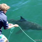 shark-conservation-volunteer-south-africa