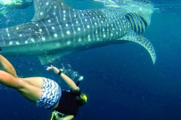 marine-research-conservation-mozambique-volunteer-african-impact (2) Marine Research & Conservation Volunteer project in Mozambique