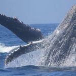 humpback-whale-research-marine-protection-volunteer-mozambique