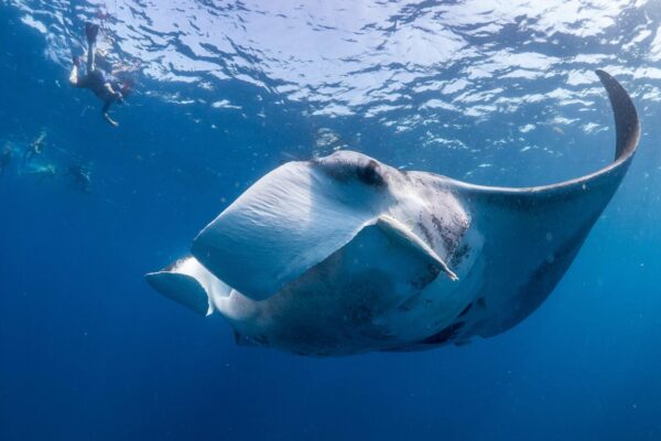 marine-research-conservation-mozambique-volunteer-african-impact (3) Marine Research & Conservation Volunteer project in Mozambique