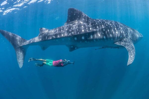 marine-research-conservation-mozambique-volunteer-african-impact (4) Marine Research & Conservation Volunteer project in Mozambique