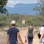 Volunteers walking in a group towards a giraffe